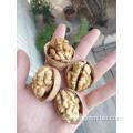 Top quality bulk raw Xinjiang Walnut In Shell